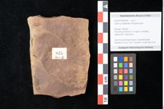 Foto (Objekt + Etikett) von Quercus palaeoilex Ettingshausen (NHMW-GEO-2024-0188-0835)